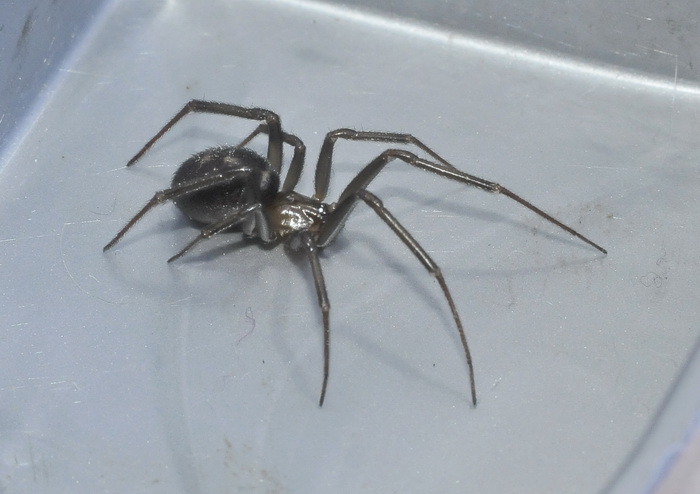Steatoda grossa - Firenze (FI)